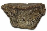Fossil Ornithischian Dinosaur Partial Vertebra - Montana #355099-1